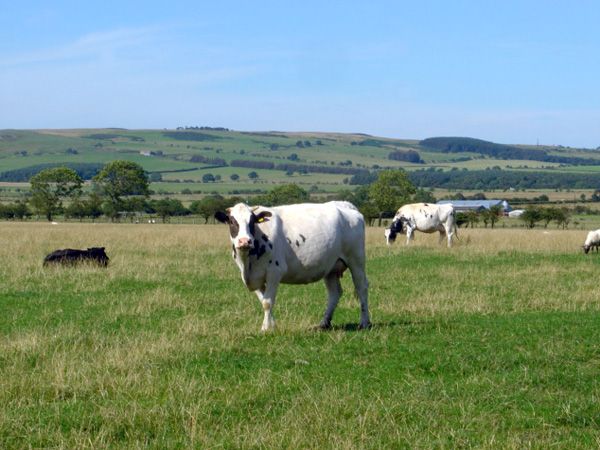 Rothbury holiday cottage