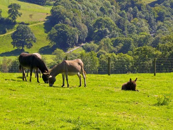 Abergorlech holiday cottage